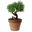 Pinus parviflora, 19 cm, ± 9 years old