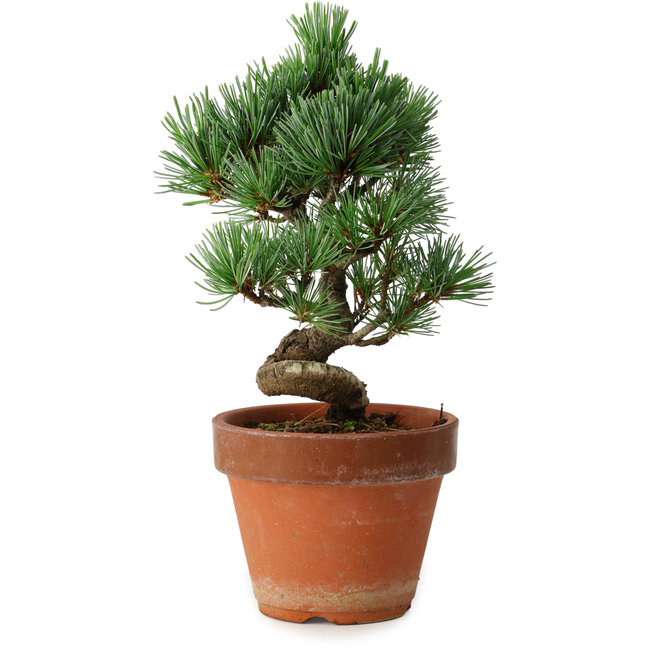 Pinus parviflora, 19 cm, ± 9 anni