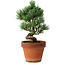 Pinus parviflora, 19 cm, ± 9 years old