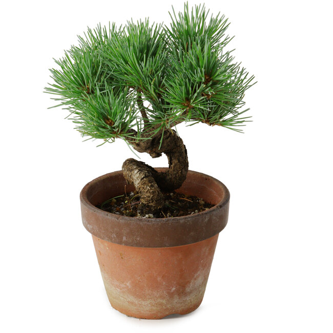 Pinus parviflora, 19 cm, ± 9 years old