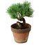 Pinus parviflora, 19 cm, ± 9 ans