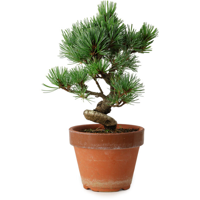 Pinus parviflora, 19 cm, ± 9 ans