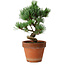 Pinus parviflora, 19 cm, ± 9 anni