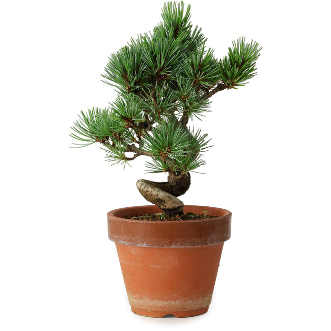 Pinus parviflora, 19 cm, ± 9 anni