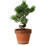 Pinus parviflora, 19 cm, ± 9 years old