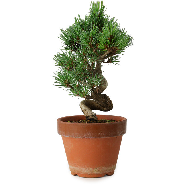 Pinus parviflora, 19 cm, ± 9 Jahre alt