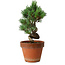 Pinus parviflora, 19 cm, ± 9 years old