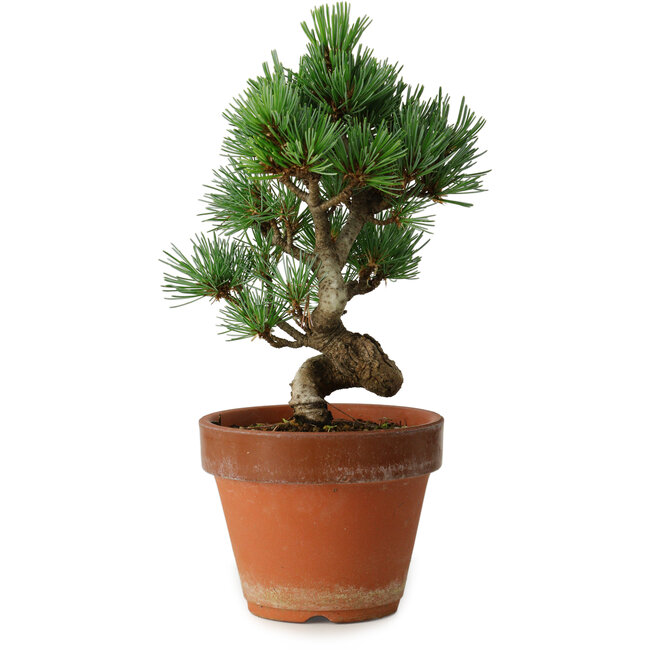 Pinus parviflora, 19 cm, ± 9 Jahre alt