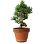 Pinus parviflora, 19 cm, ± 9 Jahre alt
