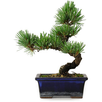 Pinus parviflora, 19 cm, ± 9 Jahre alt