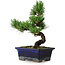 Pinus parviflora, 19 cm, ± 9 Jahre alt