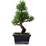 Pinus parviflora, 19 cm, ± 9 Jahre alt