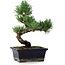 Pinus parviflora, 19 cm, ± 9 Jahre alt