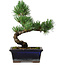 Pinus parviflora, 19 cm, ± 9 Jahre alt