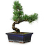 Pinus parviflora, 19 cm, ± 9 Jahre alt