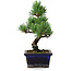 Pinus parviflora, 19 cm, ± 9 Jahre alt