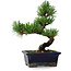 Pinus parviflora, 19 cm, ± 9 Jahre alt