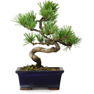 Pinus parviflora, 19 cm, ± 9 years old