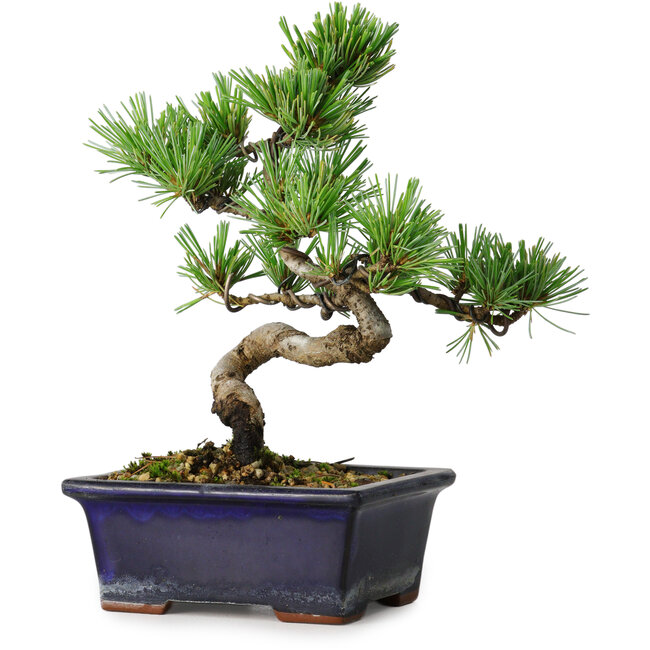 Pinus parviflora, 19 cm, ± 9 Jahre alt
