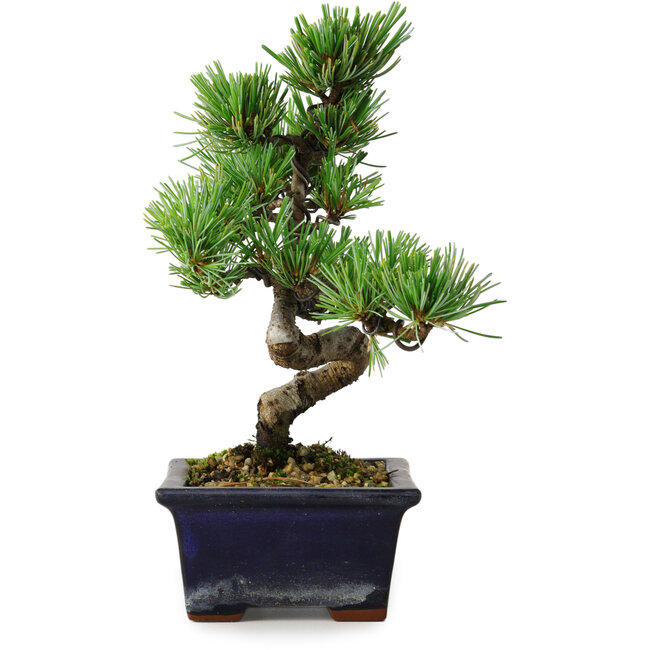 Pinus parviflora, 19 cm, ± 9 years old