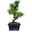 Pinus parviflora, 19 cm, ± 9 jaar oud