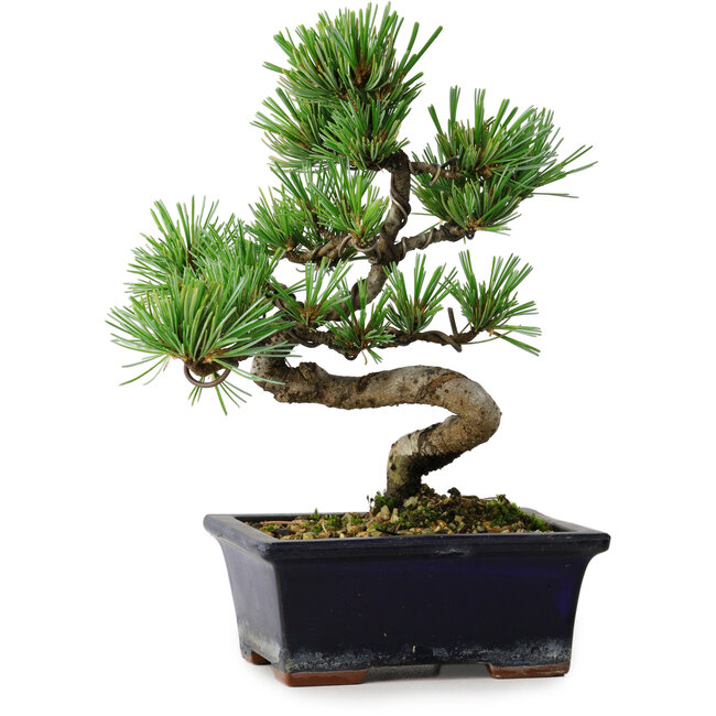 Pinus parviflora, 19 cm, ± 9 years old