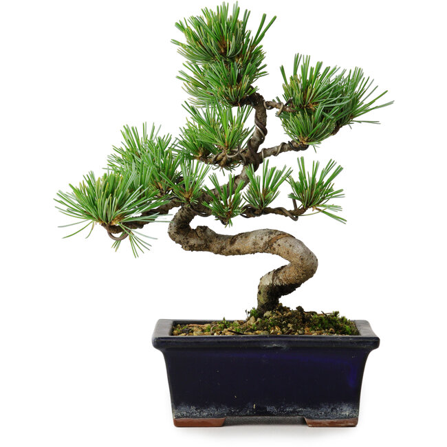 Pinus parviflora, 19 cm, ± 9 anni