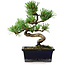 Pinus parviflora, 19 cm, ± 9 years old