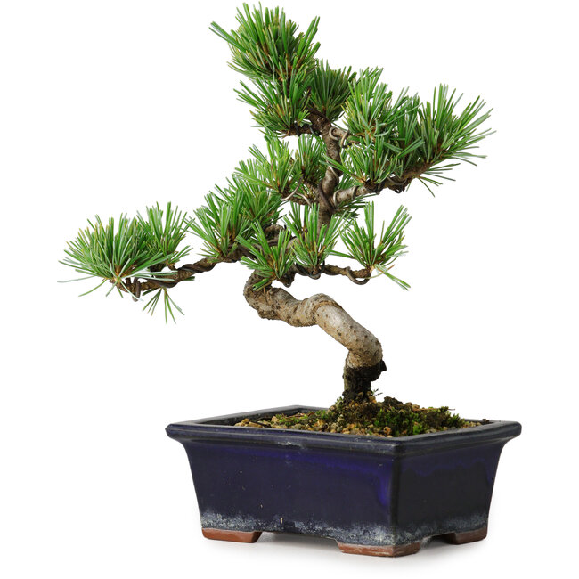 Pinus parviflora, 19 cm, ± 9 anni