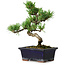 Pinus parviflora, 19 cm, ± 9 years old