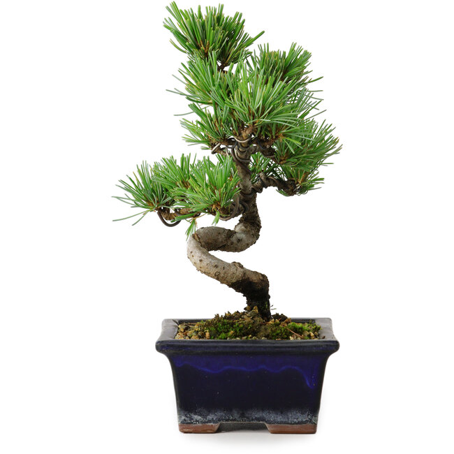 Pinus parviflora, 19 cm, ± 9 years old
