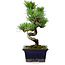 Pinus parviflora, 19 cm, ± 9 Jahre alt