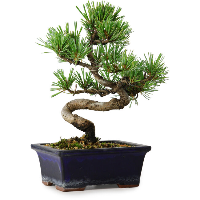Pinus parviflora, 19 cm, ± 9 ans