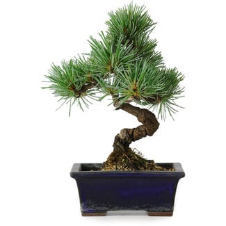 Pinus parviflora, 19 cm, ± 9 ans