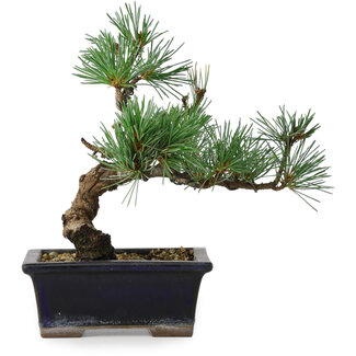 Pinus parviflora, 19 cm, ± 9 Jahre alt