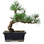 Pinus parviflora, 19 cm, ± 9 anni