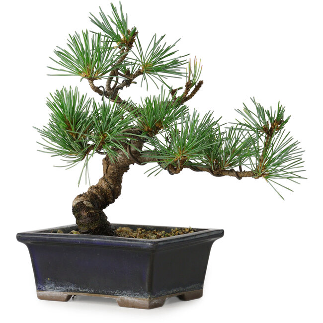 Pinus parviflora, 19 cm, ± 9 Jahre alt