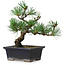 Pinus parviflora, 19 cm, ± 9 anni