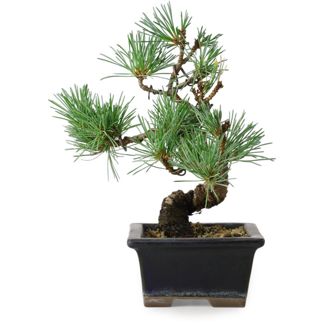 Pinus parviflora, 19 cm, ± 9 years old