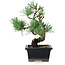 Pinus parviflora, 19 cm, ± 9 jaar oud