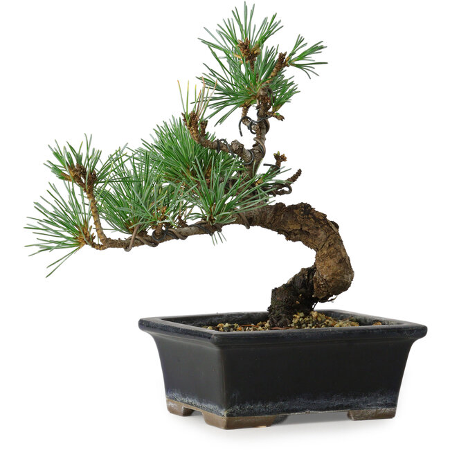 Pinus parviflora, 19 cm, ± 9 anni