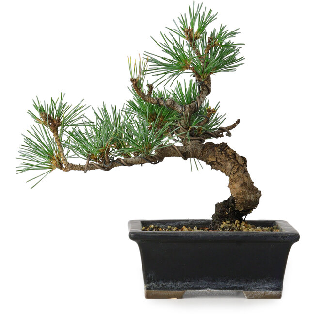Pinus parviflora, 19 cm, ± 9 ans