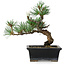 Pinus parviflora, 19 cm, ± 9 ans