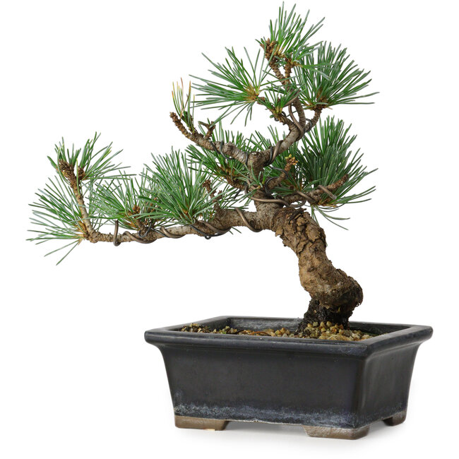 Pinus parviflora, 19 cm, ± 9 Jahre alt