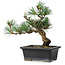 Pinus parviflora, 19 cm, ± 9 años