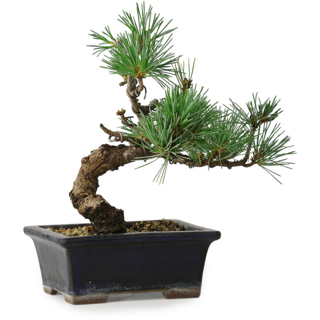 Pinus parviflora, 19 cm, ± 9 ans