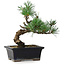 Pinus parviflora, 19 cm, ± 9 years old