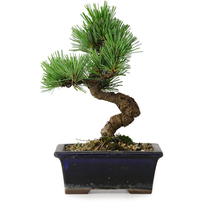Pinus parviflora, 19 cm, ± 9 años