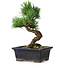 Pinus parviflora, 19 cm, ± 9 Jahre alt