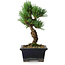 Pinus parviflora, 19 cm, ± 9 ans